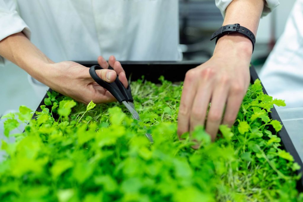 horticulture-farm-header-background
